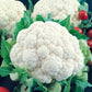 Snowball Self-Blanching Cauliflower