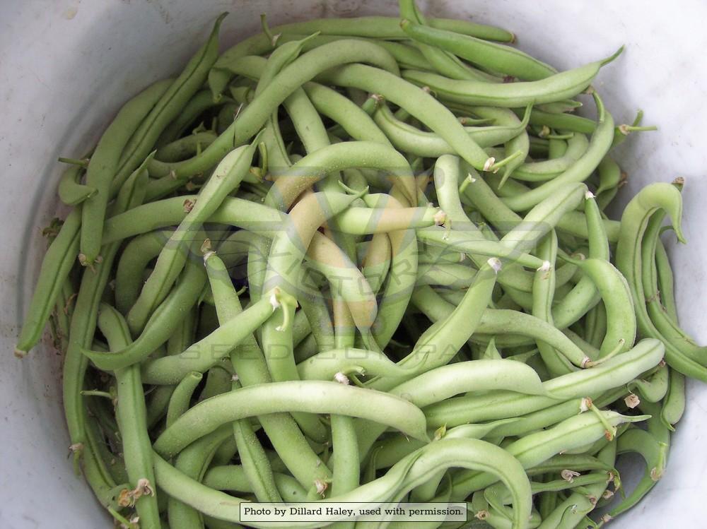 Contender Bush Green Bean