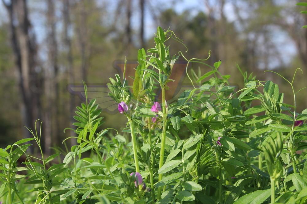 Vetch, Common