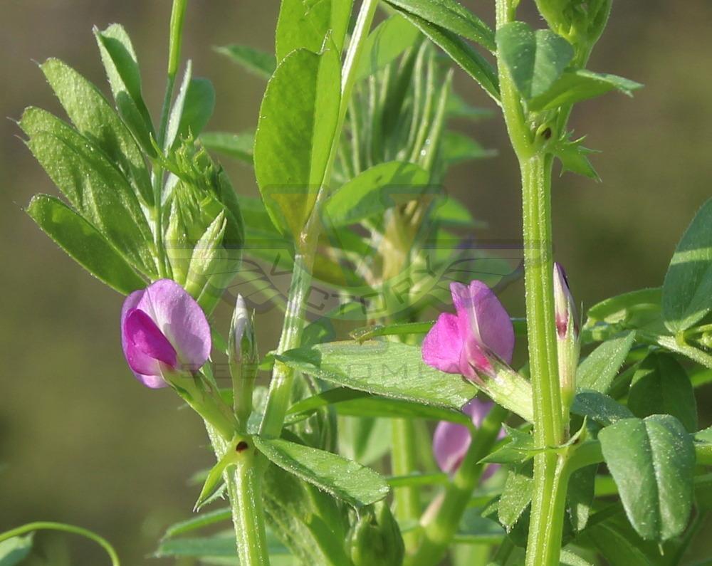 Vetch, Common