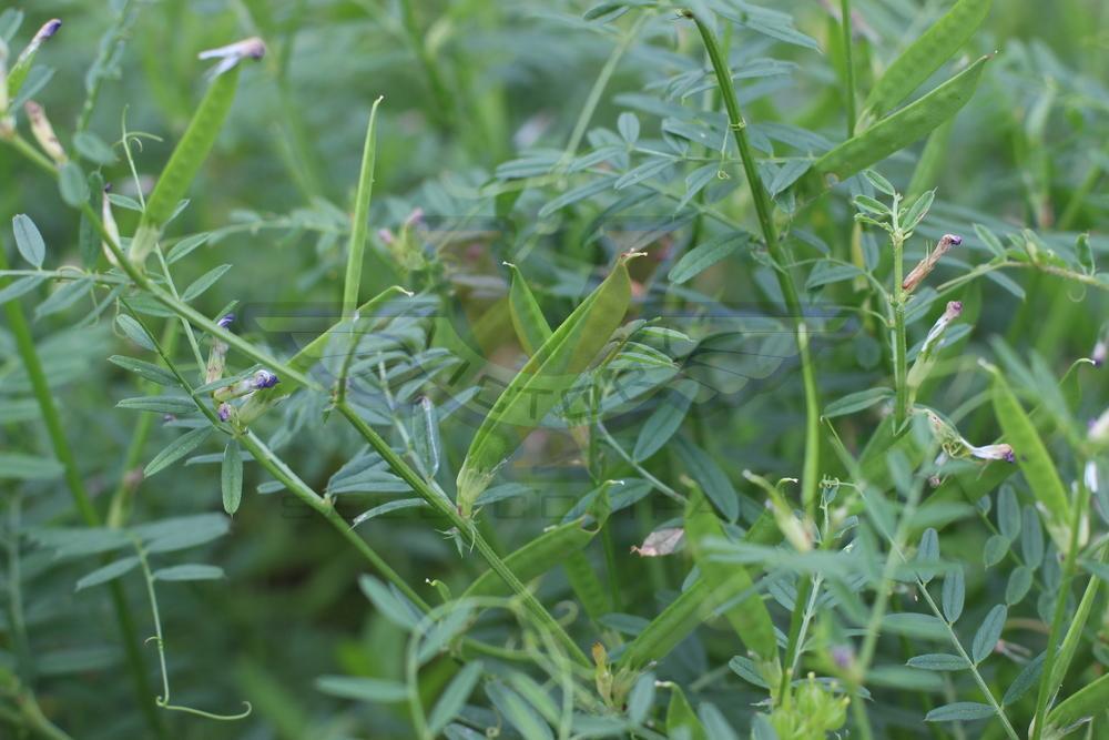 Vetch, Common