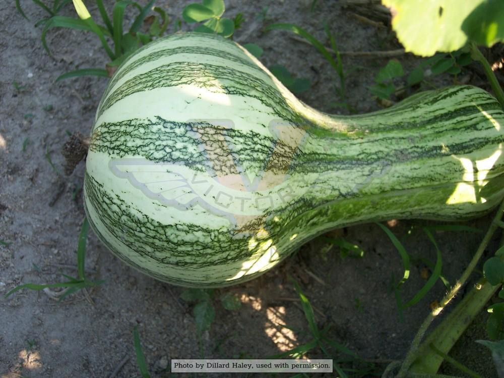 Green Striped Cushaw Squash