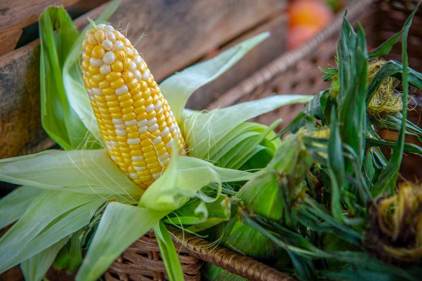 Honey 'N Pearl F1 Sweet Corn