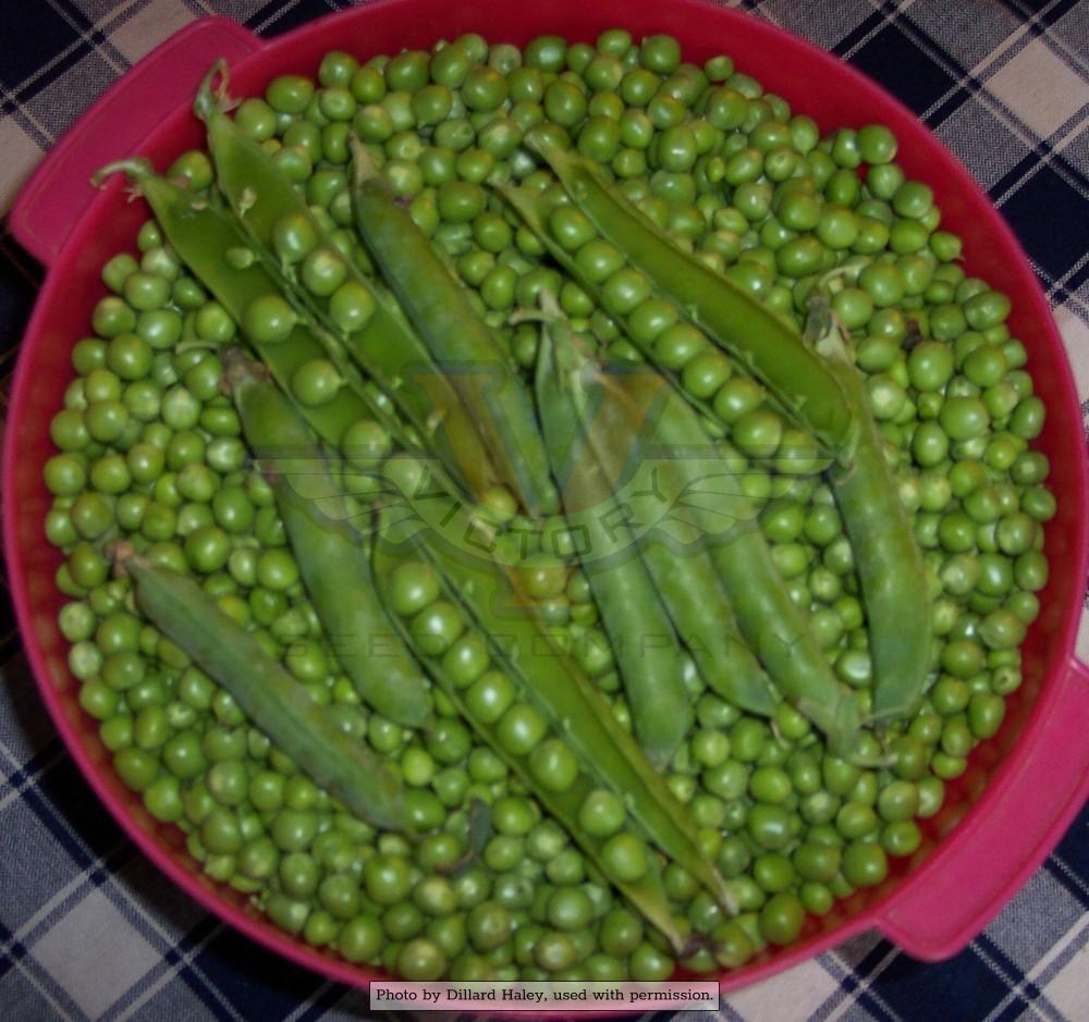 Green Arrow Pea