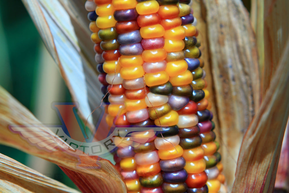 Have You Had Rainbow Colored Corn?  This is called Glass Gem Corn. This  amazingly vibrant strain of rainbow colored corn is a type of “flint corn”  which is grown not for