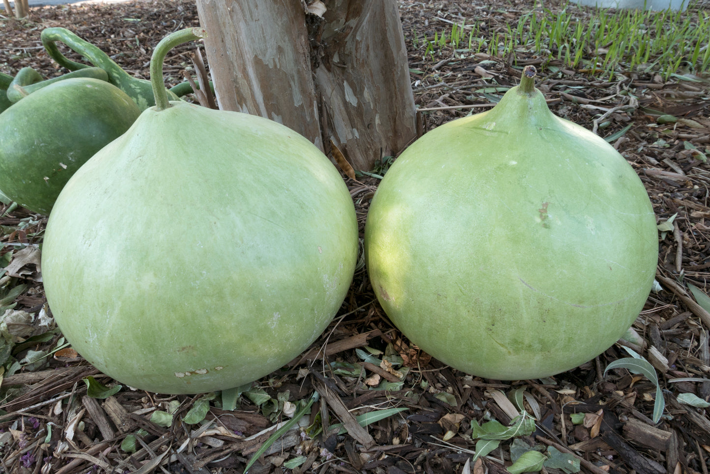 Bushel Gourd