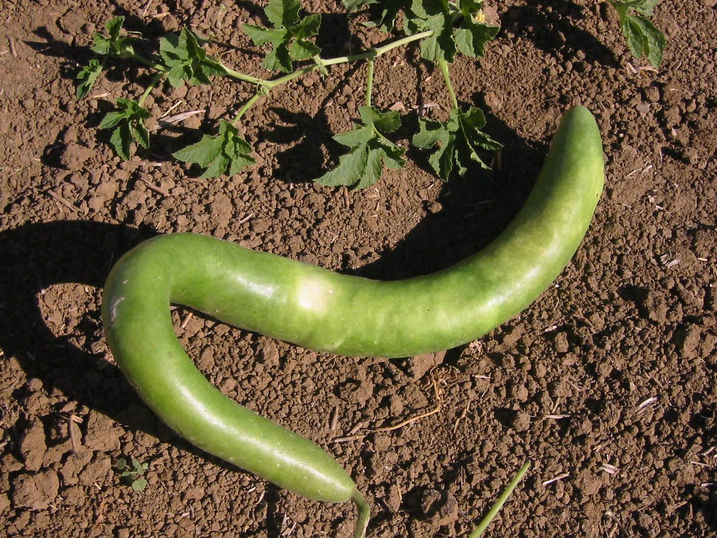 Cucuzzi Italian Edible Gourd