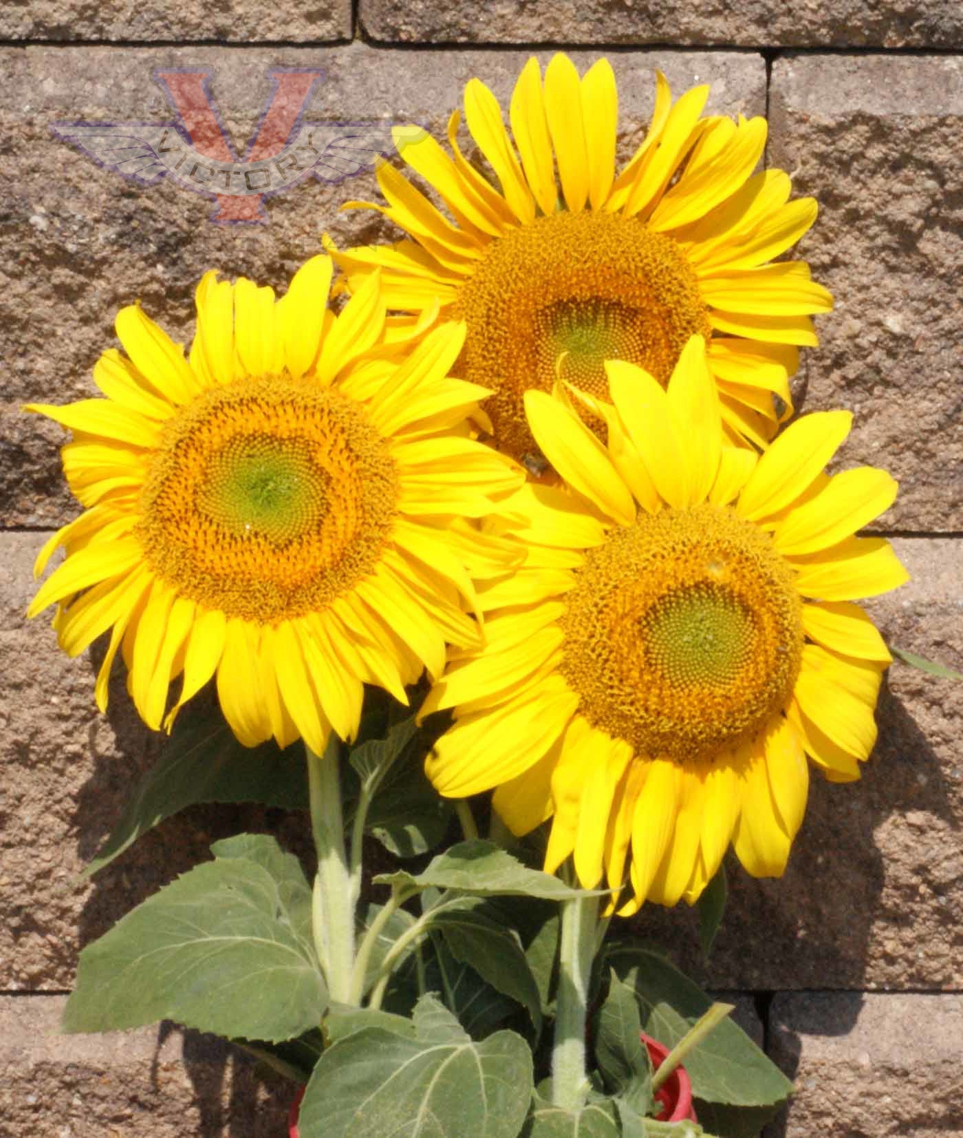 Sunflower, Giant Greystripe