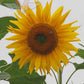 Sunflower, Giant Greystripe
