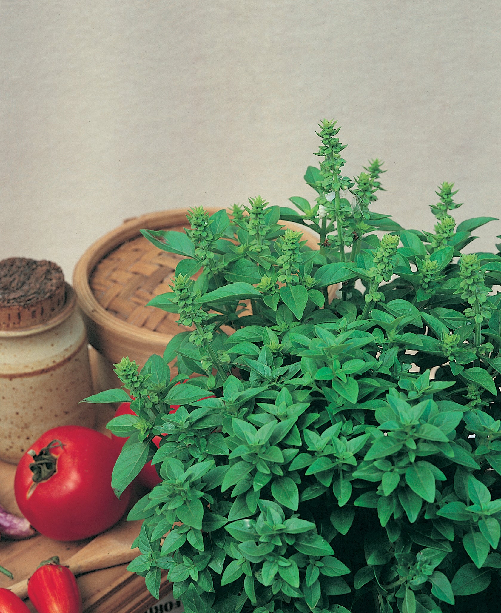 Basil Spicy Globe Boxwood