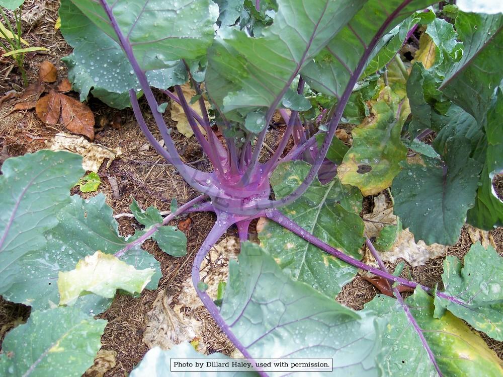 Early Purple Vienna Kohlrabi