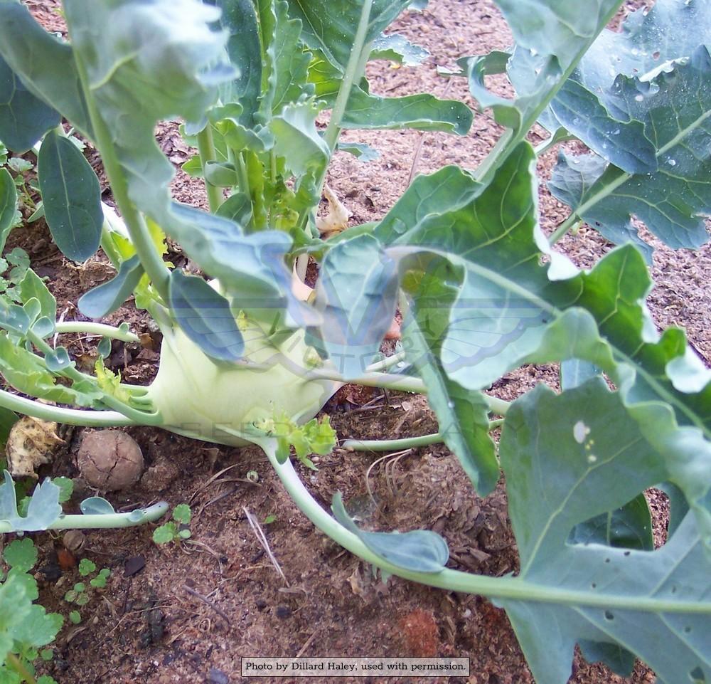 Early White Vienna Kohlrabi