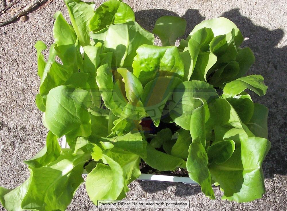 Buttercrunch Bibb Lettuce