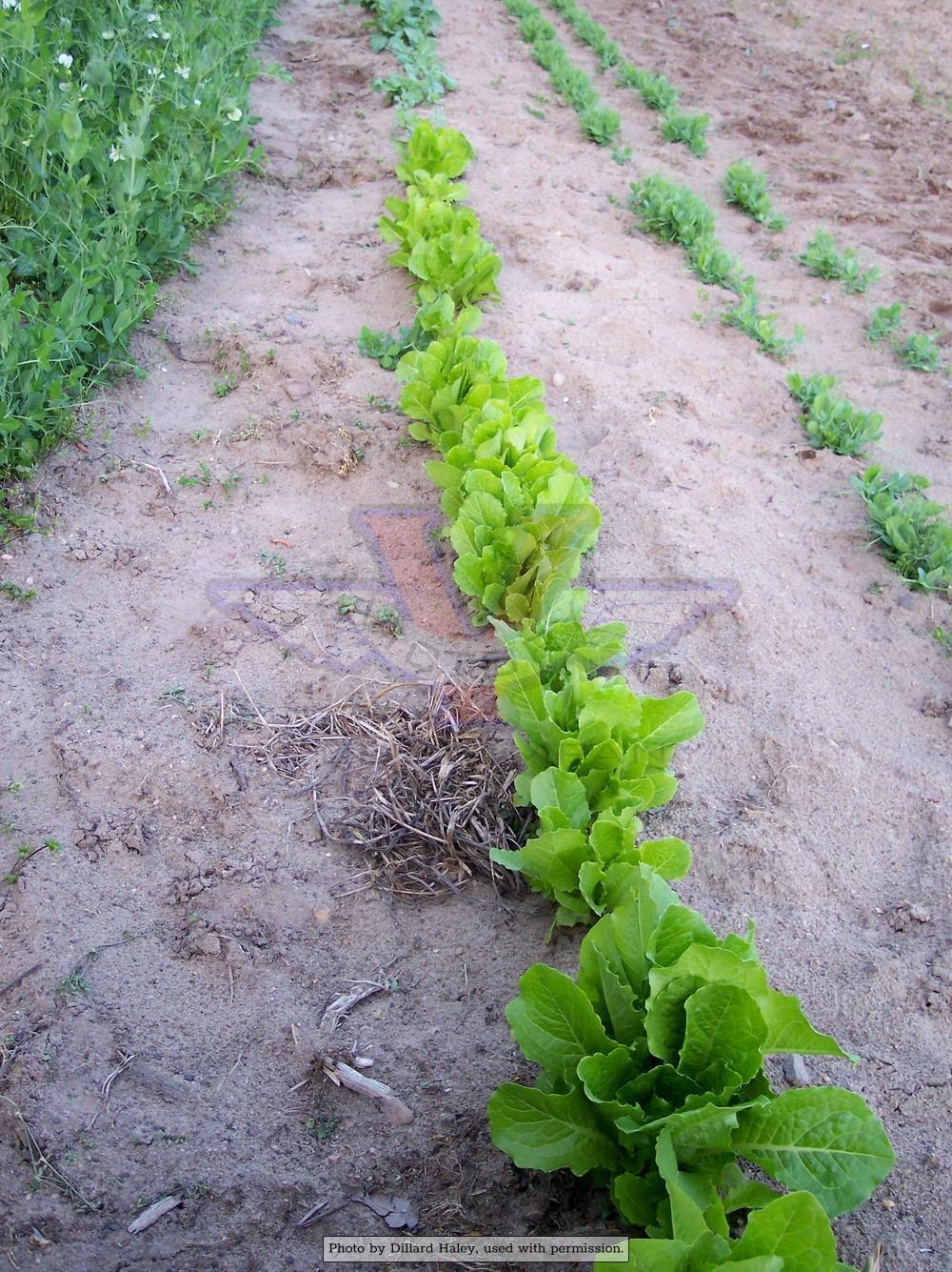 Parris Island Cos Romaine Lettuce