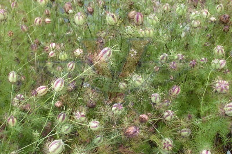 Love-in-a-Mist 'Miss Jekyll'