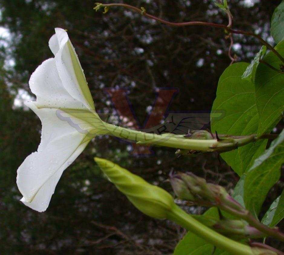 Moonflower