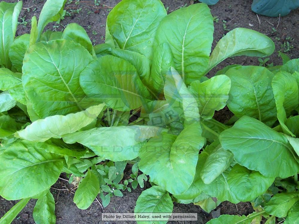 Tendergreen Spinach Mustard