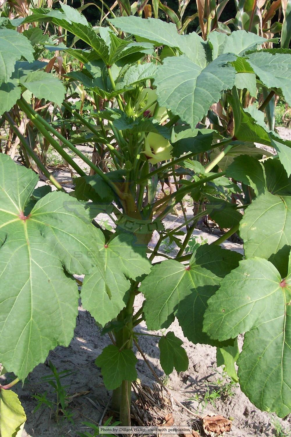 Clemson Spineless 80 Okra