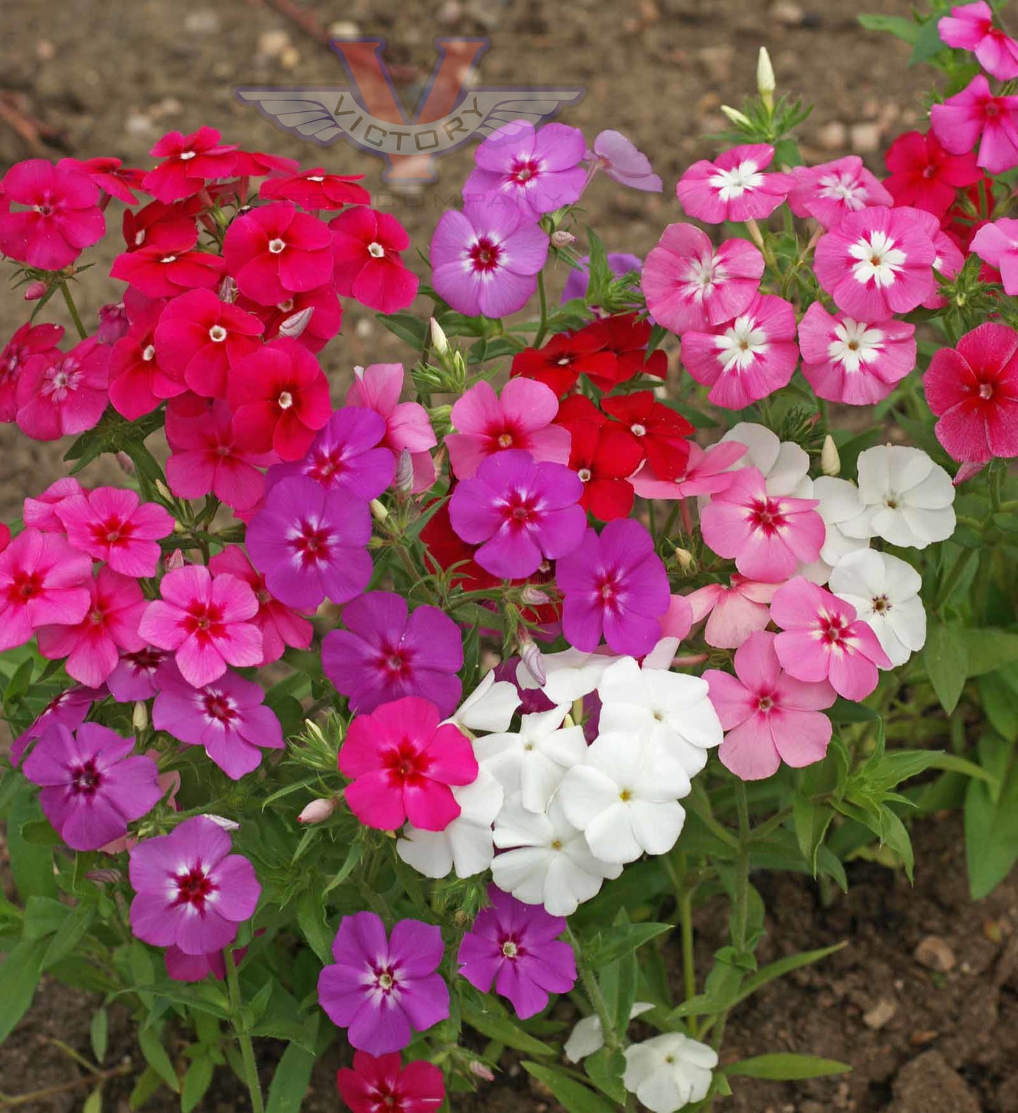 Drummond's Phlox - Grandiflora Tall Mix