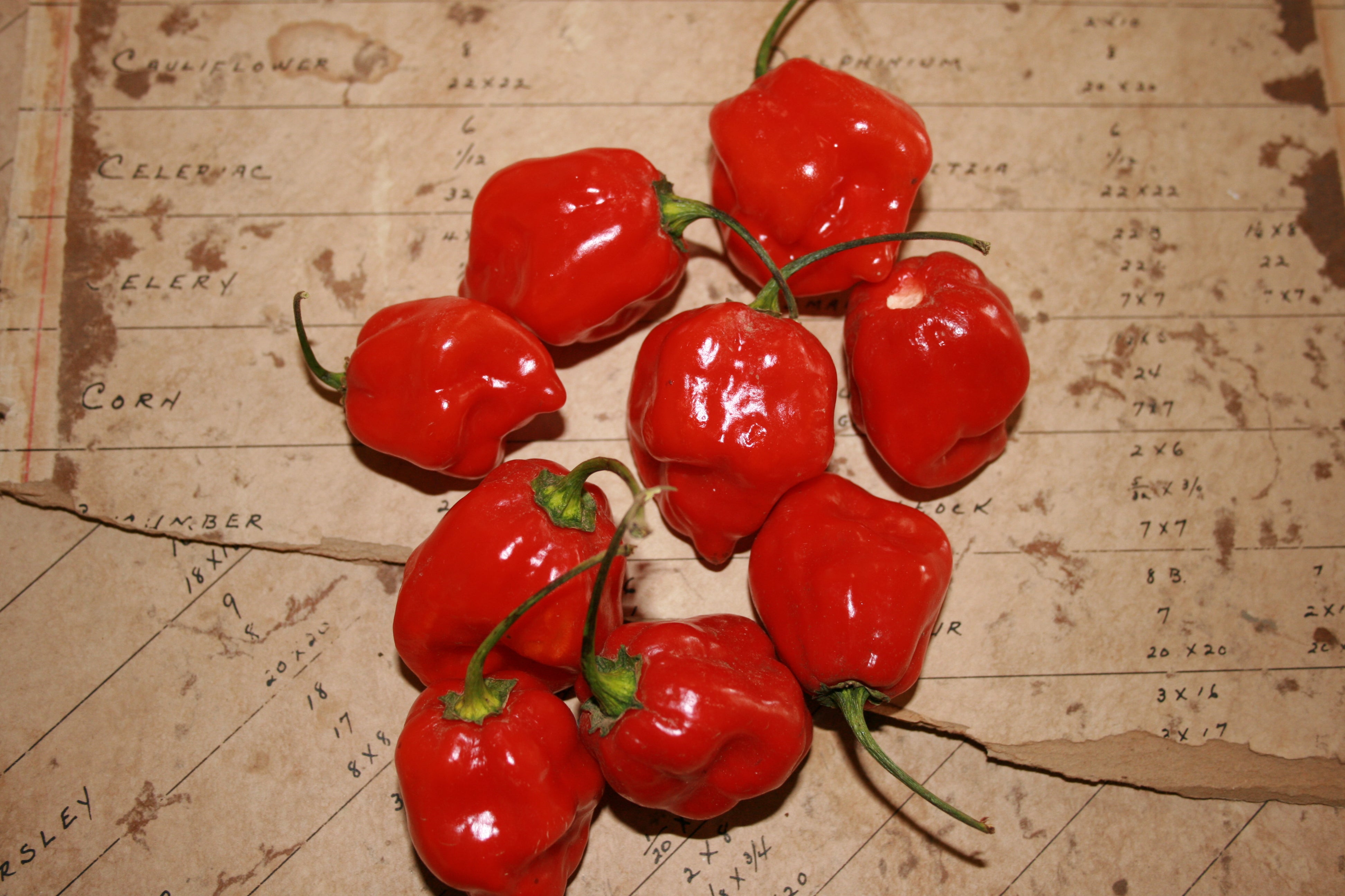 Habanero Hot Pepper - Seeds® – Victory Seed Company