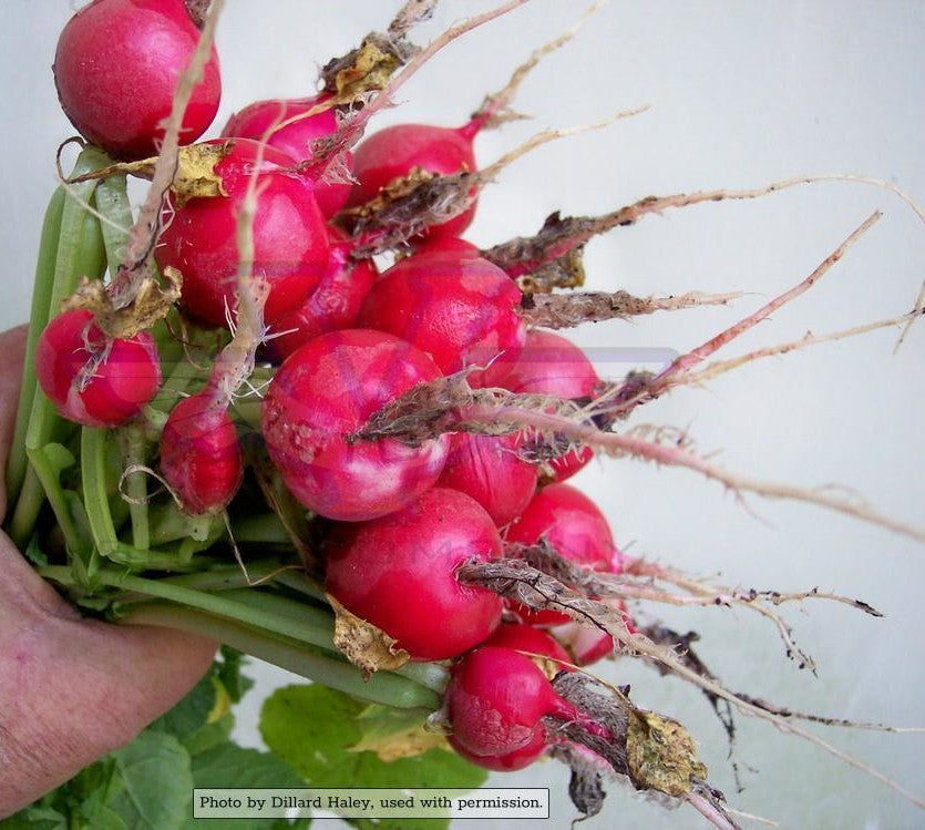 Champion Radish