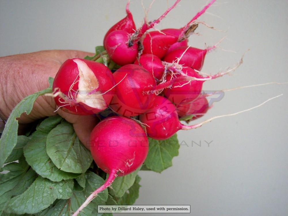 Cherry Belle Radish