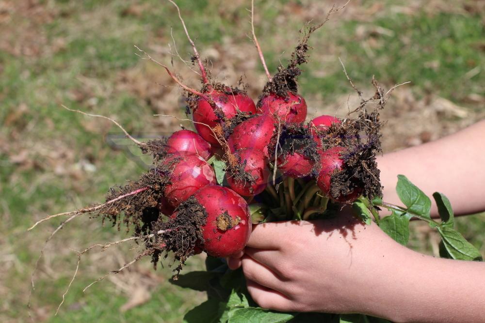 Cherry Belle Radish