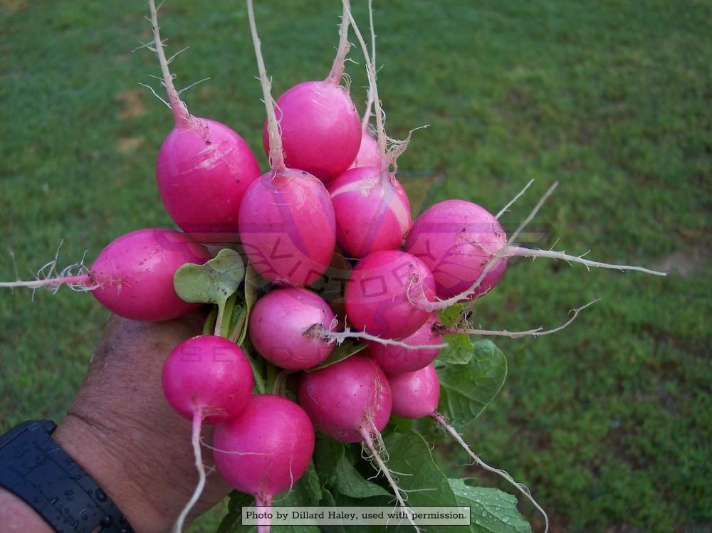 Pink Beauty Radish