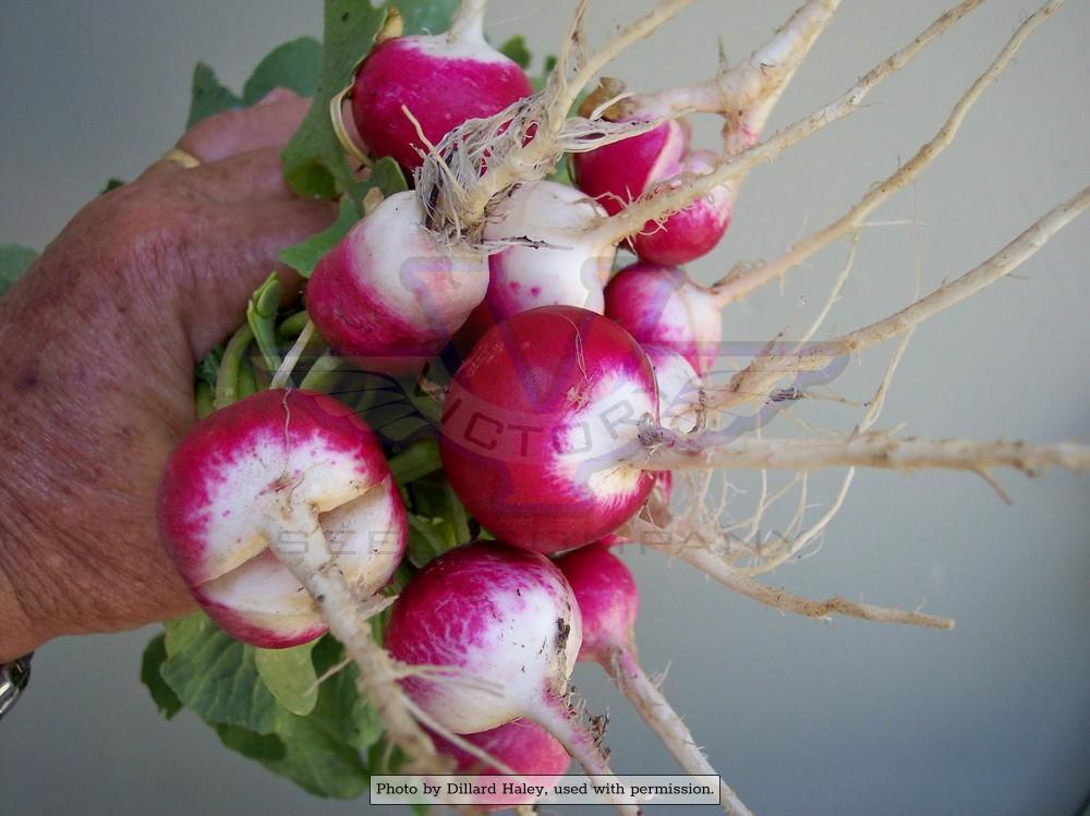 Sparkler (Brightest White Tip) Radish