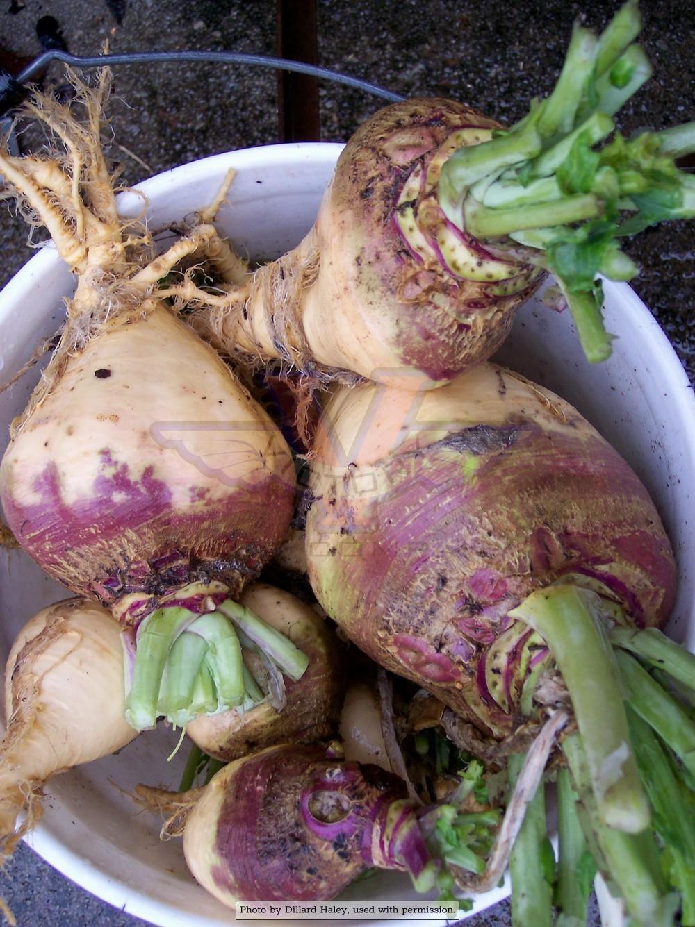 American Purple Top Rutabaga (Swede)