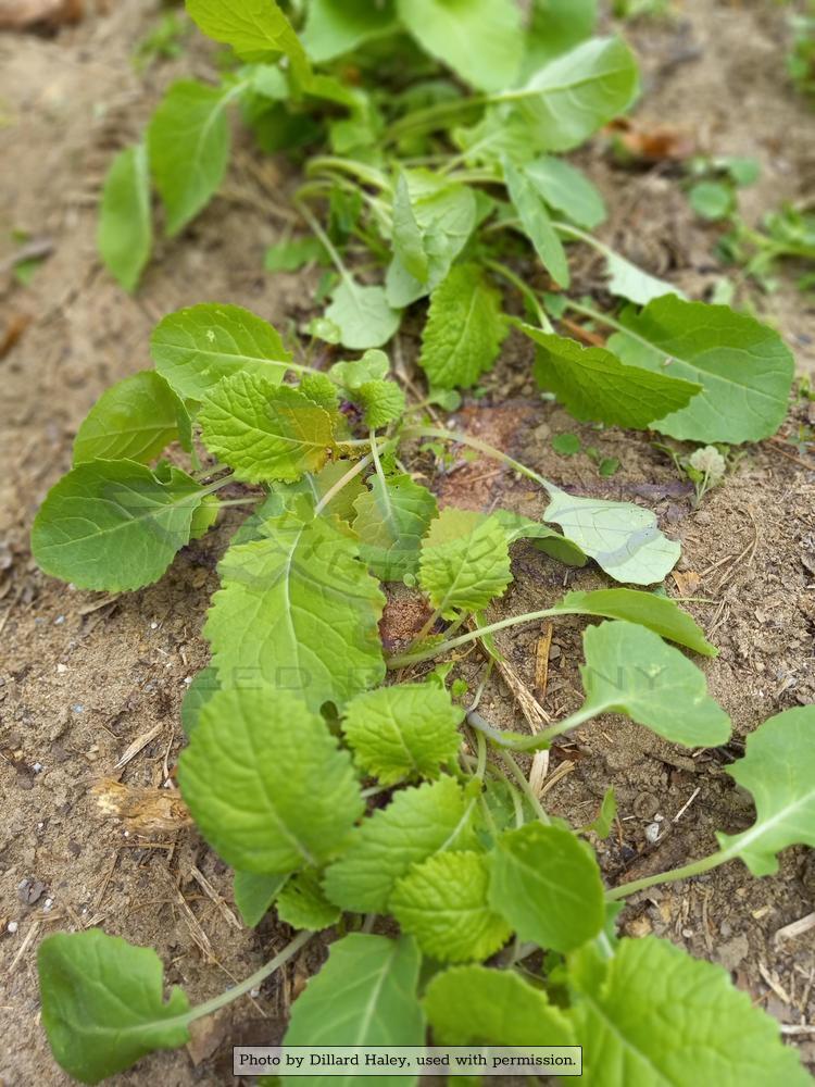 Laurentian Rutabaga (Swede)