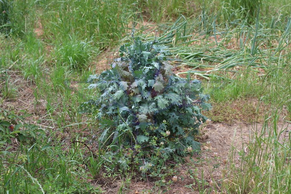 Red Russian Kale