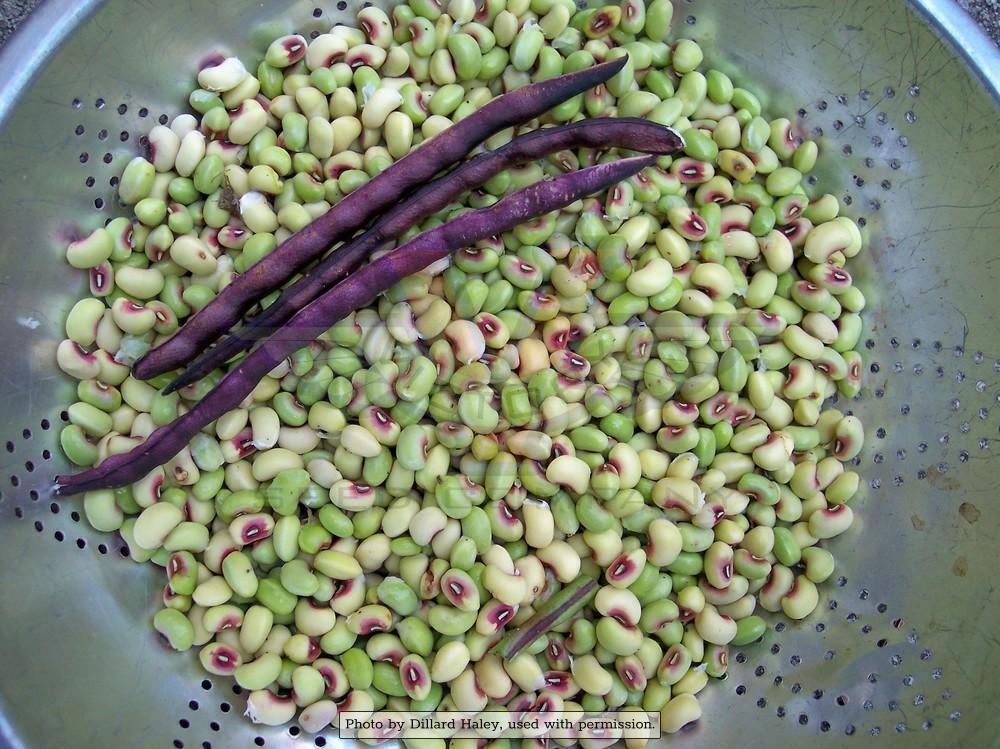 Quickpick Pinkeye Southern Pea