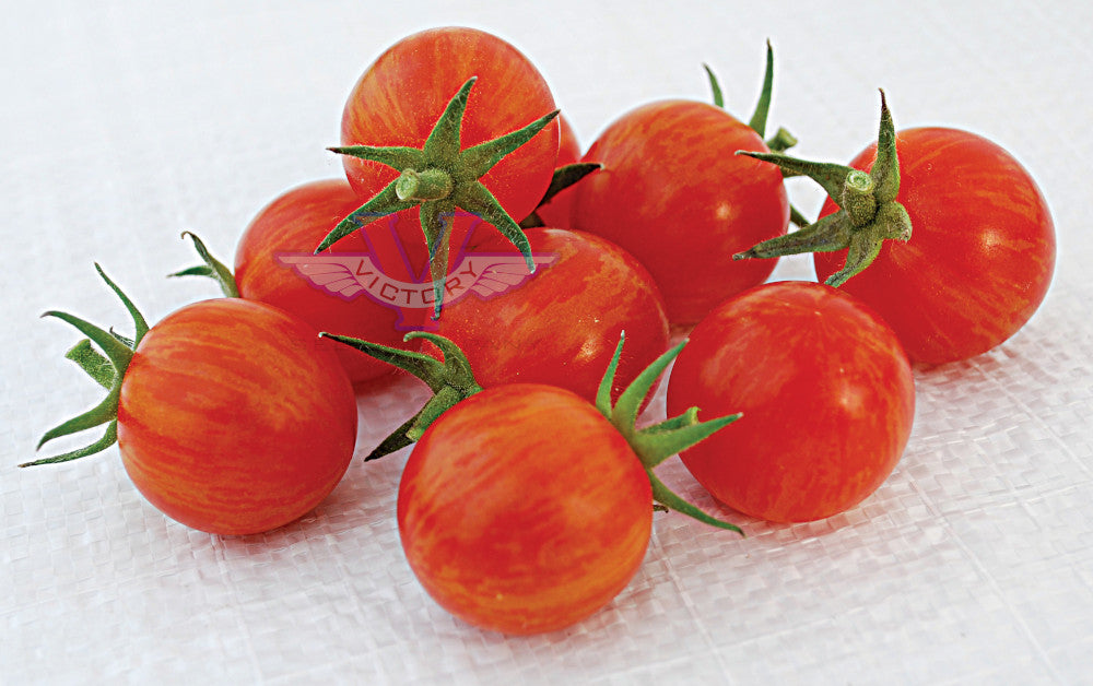 Sparky XSL F1 Tomato - Victory Seeds® – Victory Seed Company