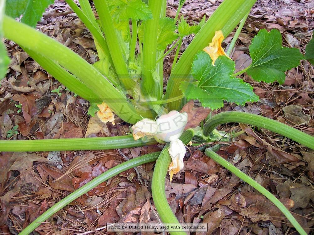 Benning's Green Tint Scallop Summer Squash