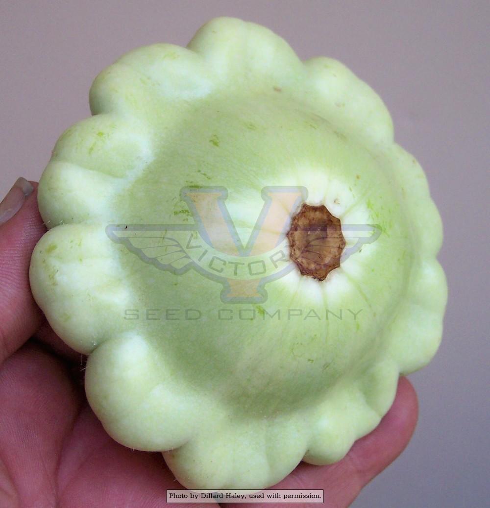 Benning's Green Tint Scallop Summer Squash