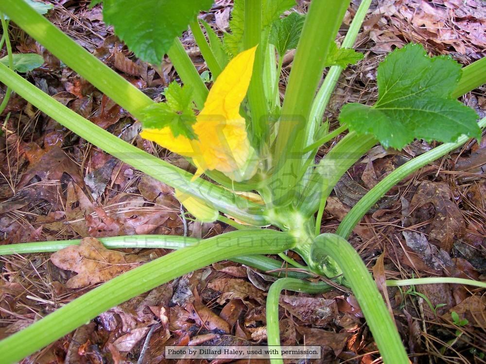 Benning's Green Tint Scallop Summer Squash