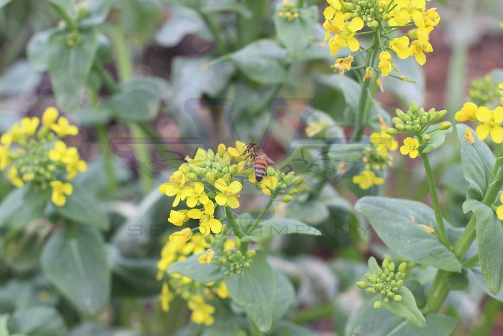 Tatsoi Mustard