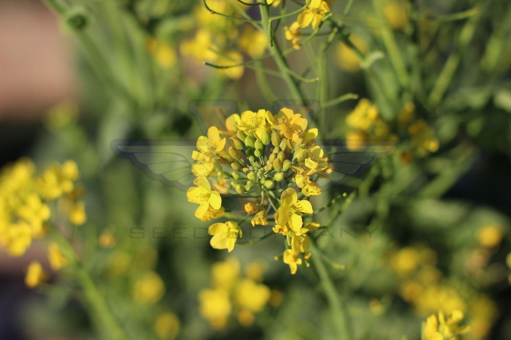 Tatsoi Mustard