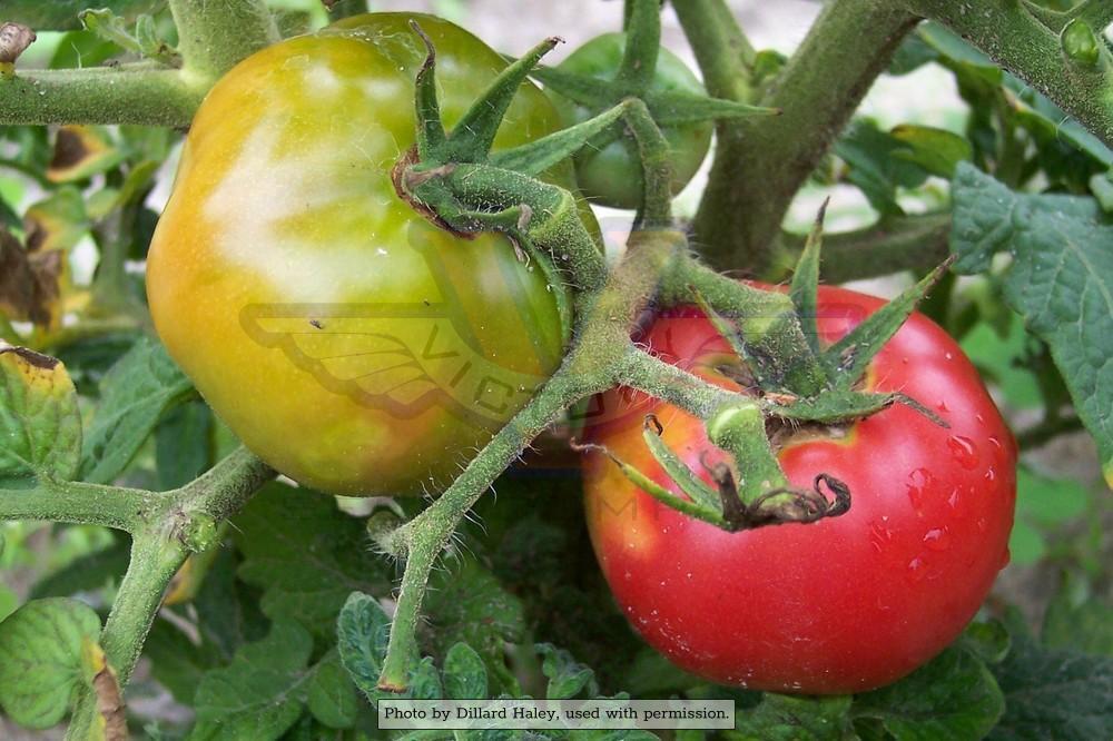 Dwarf Champion Tomato