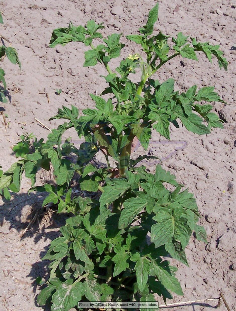 Dwarf Champion Tomato