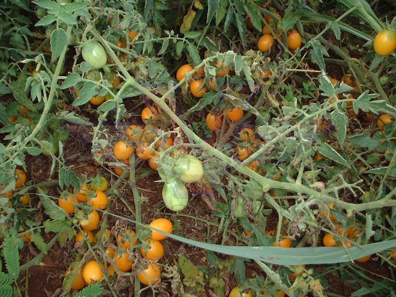 Yellow Plum Tomato