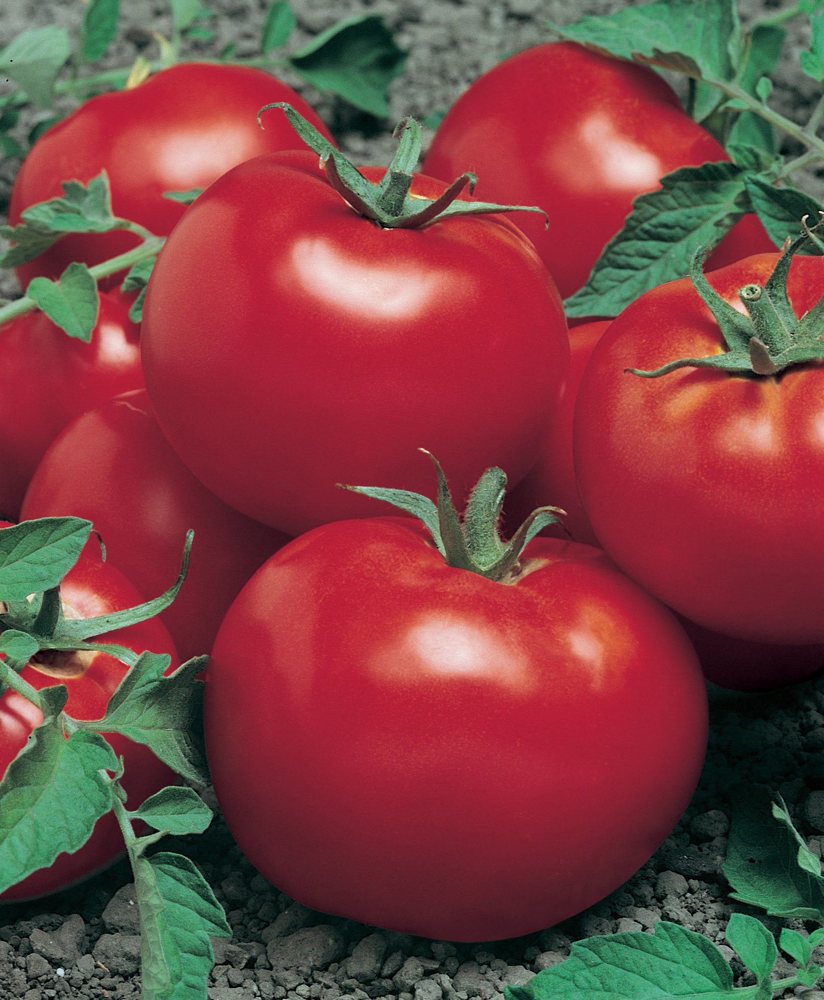 Chefs Choice Red Hybrid Tomato Seeds