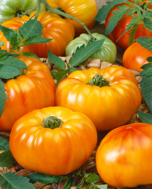 Chef's Choice Bi Color F1 Tomato