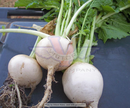 White Egg (Snowball) Turnip
