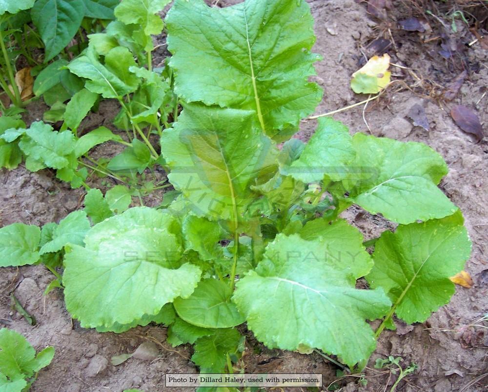 White Egg (Snowball) Turnip