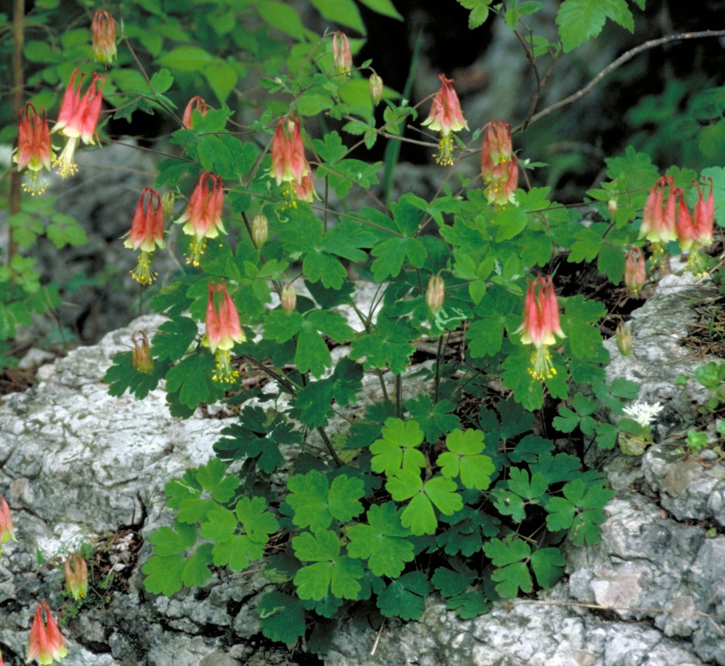 Eastern Columbine