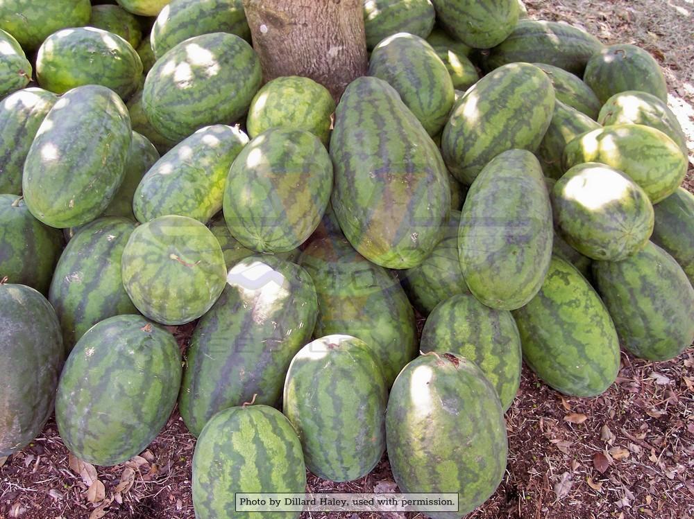 Congo Watermelon