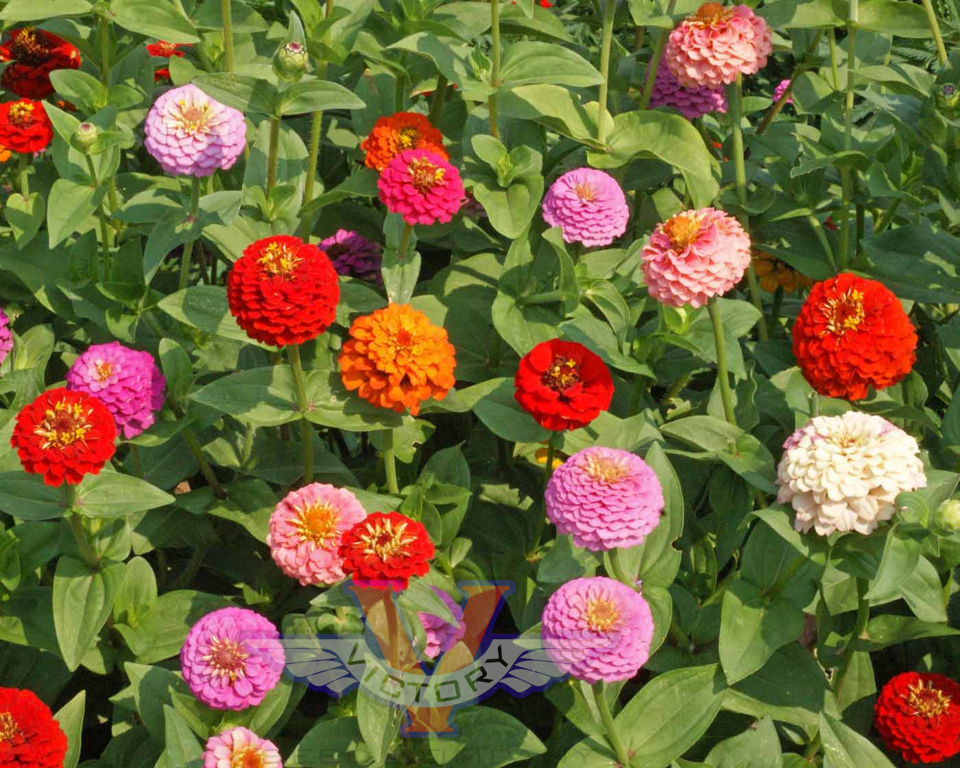 Zinnia, Lilliput Mix