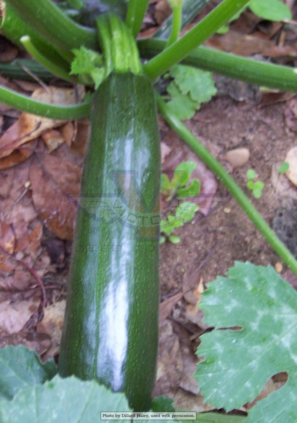 Black Beauty Zucchini Summer Squash